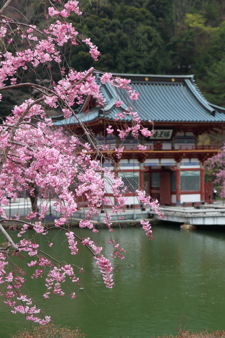 勝尾寺 桜 2017_a0176855_00401631.jpg