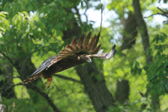 公園のイヌワシ_f0135157_20104731.jpg