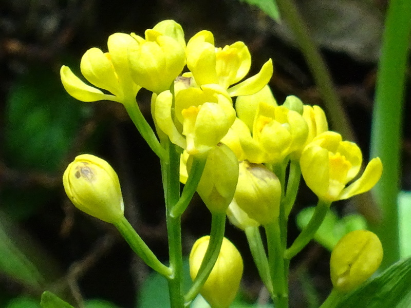 バンブーハウス屋根補修用竹割り・・・孝子の森_c0108460_20030569.jpg