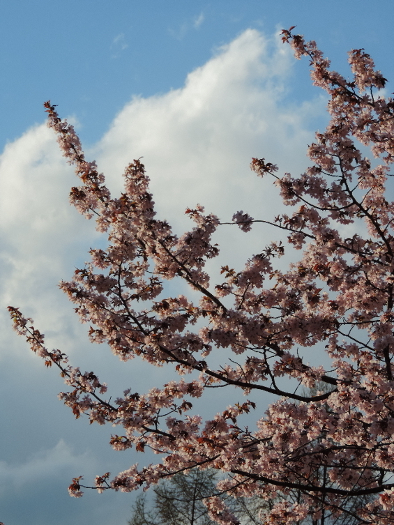 長野そぞろ歩き：通勤桜（その４）_f0049074_04471762.jpg