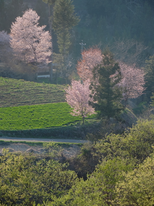 長野そぞろ歩き：通勤桜（その４）_f0049074_04480030.jpg