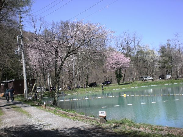 白馬も桜、さくら、サクラになりました_e0014678_1803591.jpg