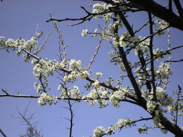 白馬も桜、さくら、サクラになりました_e0014678_1872999.jpg