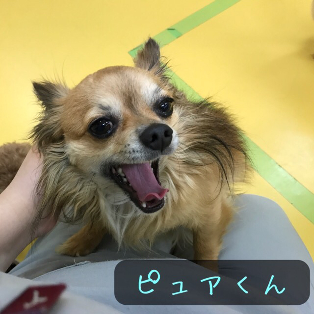 ちわわーず_f0357682_09113737.jpg