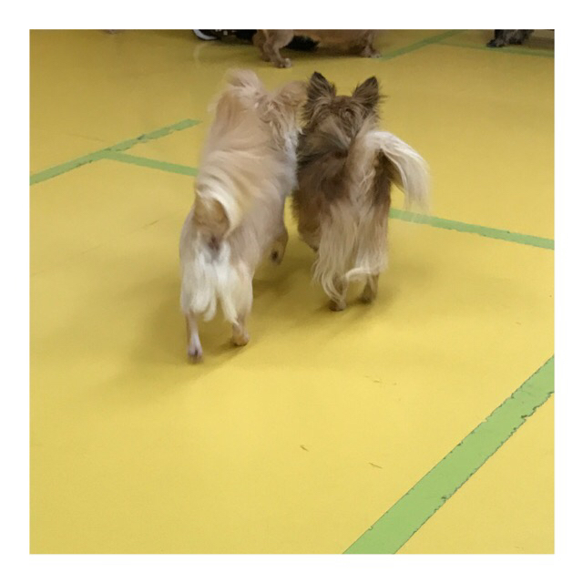 ちわわーず_f0357682_09113858.jpg