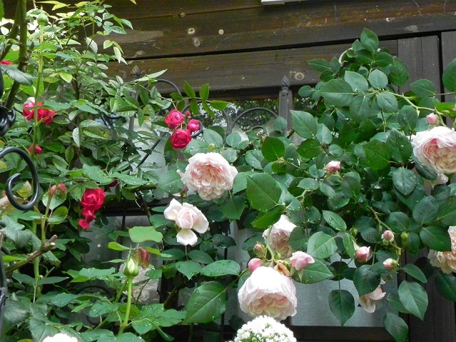 c0152002_08484746.jpg