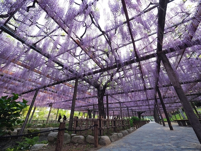 津島市 天王川公園の藤 2017 その２ いわしののんびり遊泳 ｖｏｌ ２