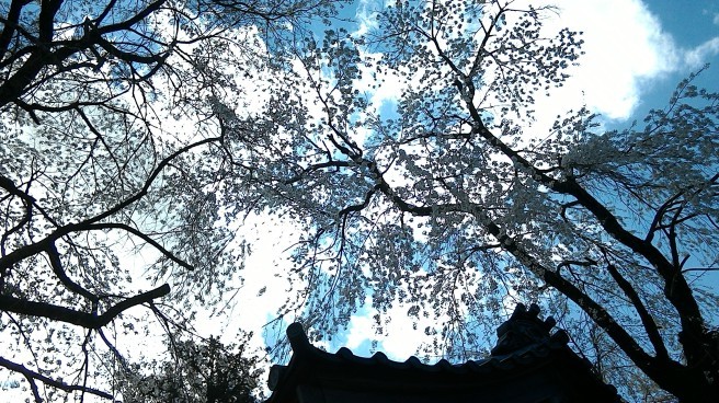 空に舞う～･``☆､｡･：･ﾟ`☆･`` - Beautiful Japan 絵空事