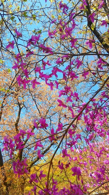 蝶のように舞うミツバツツジの花～･``☆､｡･：･ﾟ`☆･``　南木曽天白公園_c0067206_21151692.jpg