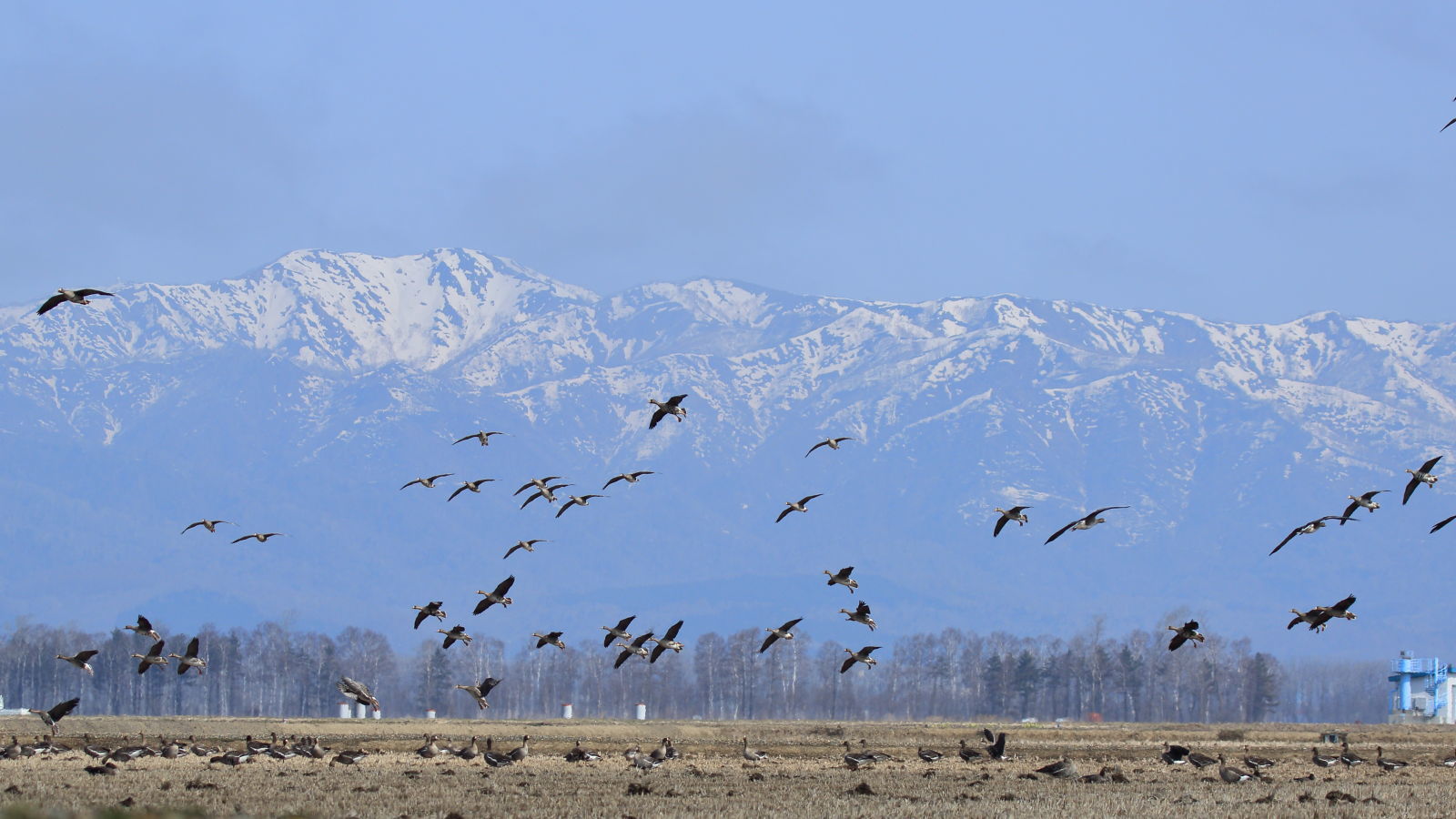 田圃の雁_f0349409_14120872.jpg