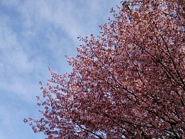 a0144610_20584908.jpg