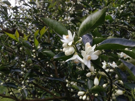 へべすの開花とGW。_a0300410_00082332.jpg