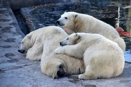 モスクワ動物園のアクーロヴァ園長が語る同園のホッキョクグマへの方針 ~ 野生孤児保護の新施設をオープン_a0151913_3252365.jpg