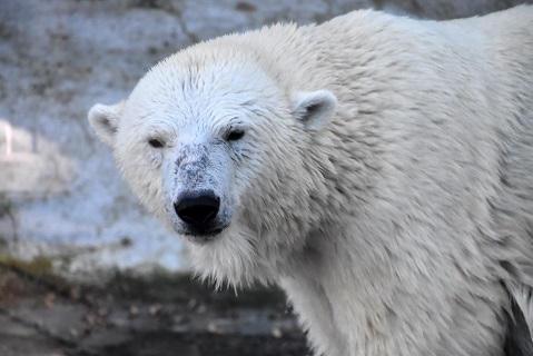 モスクワ動物園のアクーロヴァ園長が語る同園のホッキョクグマへの方針 ~ 野生孤児保護の新施設をオープン_a0151913_327018.jpg