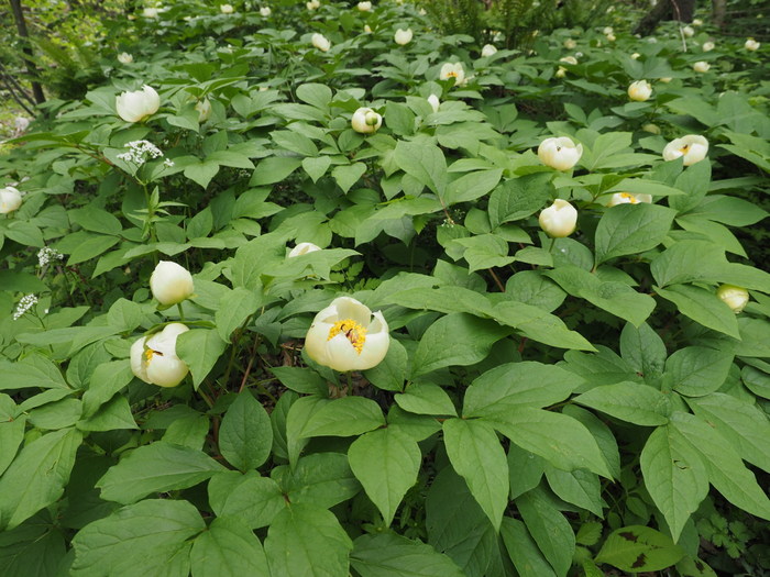 十種ヶ峰へ 山芍薬を見に登った ゆきだより 日々つれづれ