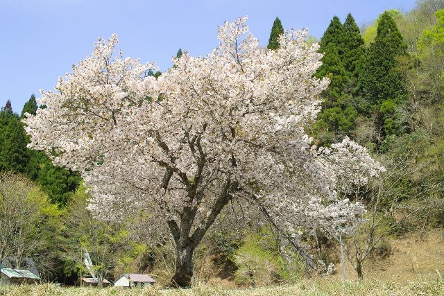 今見ごろの一本桜・・・薄曇りの朝　　　朽木小川・気象台より_c0044819_637376.jpg