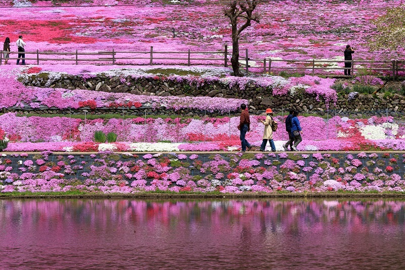 おばあちゃんの芝桜 Miyabine S フォト日記2 身の周りのきれい 可愛い 面白い おばあちゃんの芝桜 Miyabine S フォト日記2 身の周りのきれい 可愛い 面白い