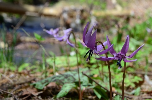 田代せせらぎ公園_c0299631_00224493.jpg