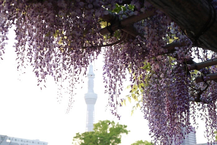 【亀戸天神社】_f0348831_20460608.jpg