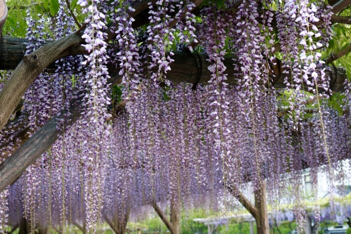 【亀戸天神社】_f0348831_20461303.jpg