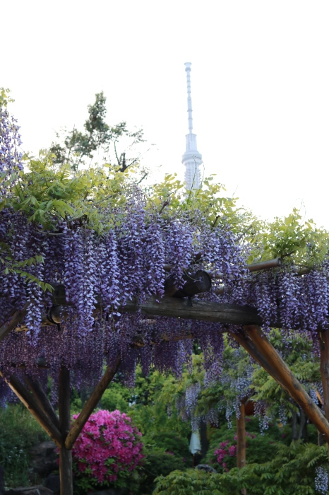 【亀戸天神社】_f0348831_20462239.jpg