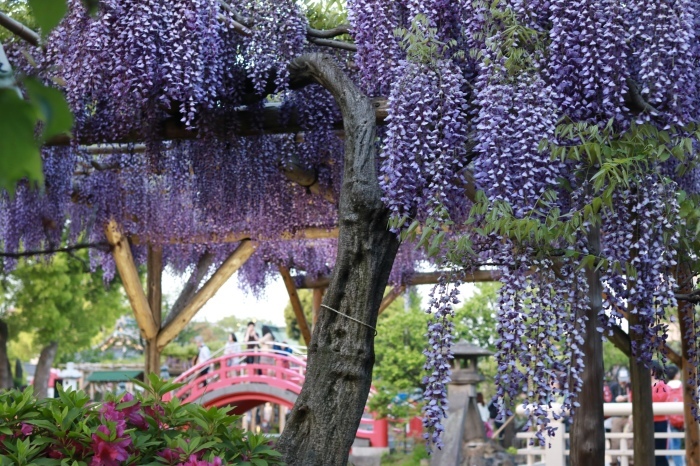 【亀戸天神社】_f0348831_20462785.jpg