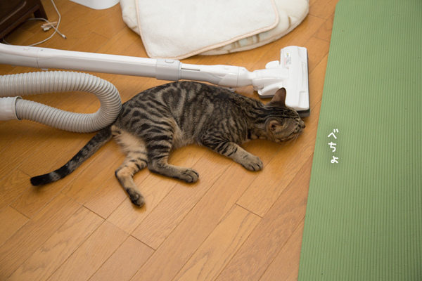 ウルル ロケット パケット 猫 毛 掃除 Eafitness Org