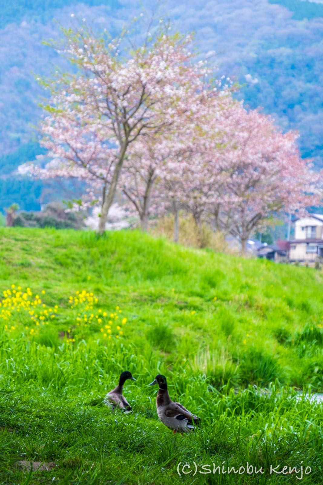 桜旅〜湯布院_a0323543_17012302.jpg