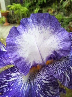 e0080346_1659482.png