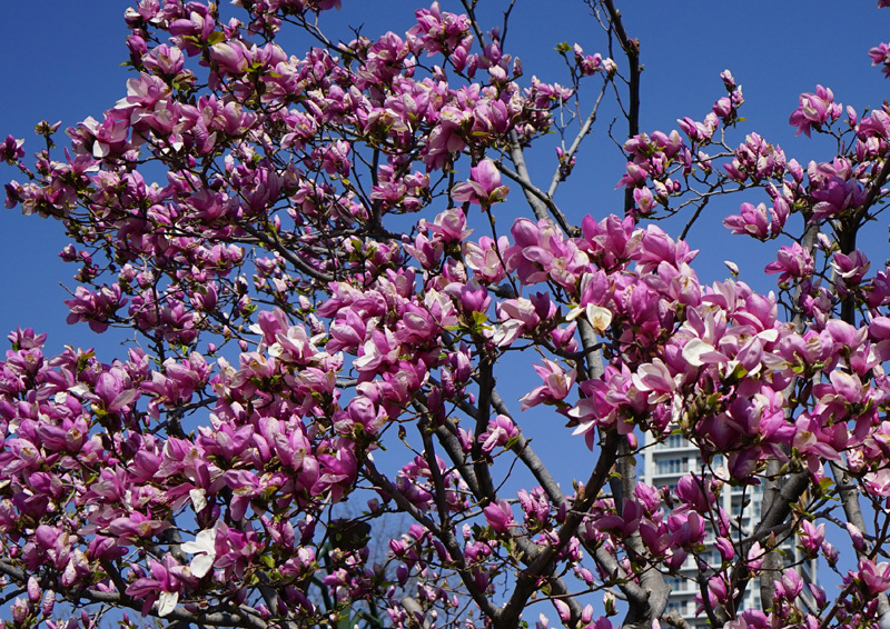 桜咲く_a0112747_23275214.jpg