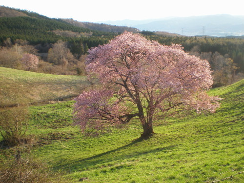 開花情報2_b0365347_00160439.jpg