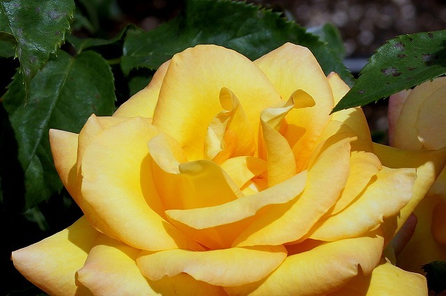 a0335853_08471254.jpg