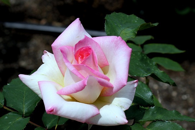 a0335853_08474056.jpg