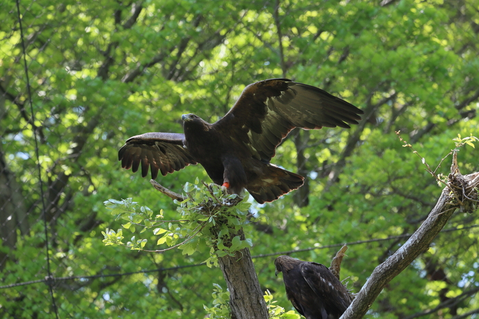 公園のイヌワシ_f0135157_21214841.jpg