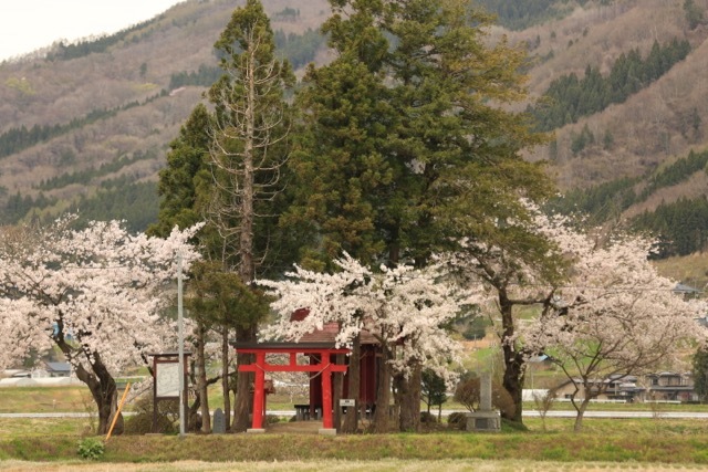 1144 遠野の桜 2017 (1)_c0251759_18594670.jpg