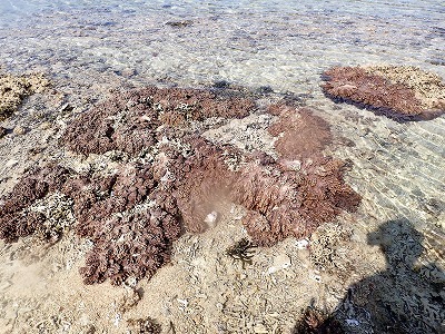 c0180460_11523962.jpg