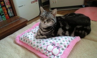 d0334768_21294031.jpeg
