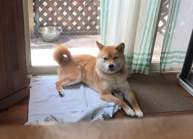 日没 アトリエkotori のほほん柴犬日和 日没 アトリエkotori のほほん柴犬日和