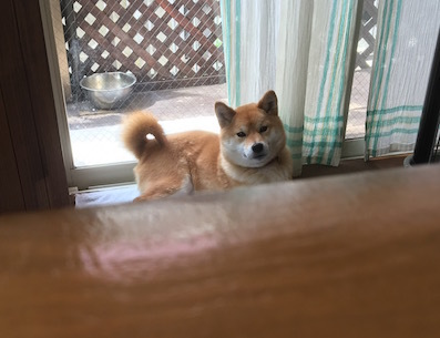 日没 アトリエkotori のほほん柴犬日和 日没 アトリエkotori のほほん柴犬日和