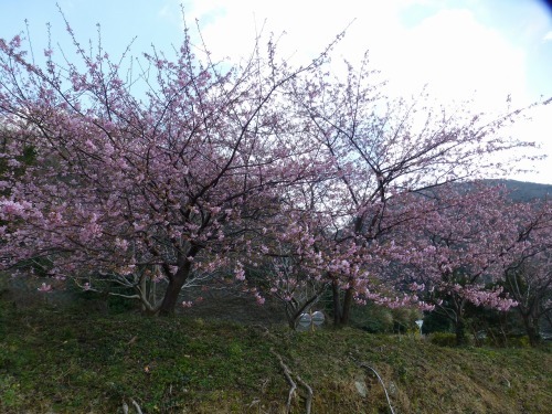 南伊豆の旅・２月９日～１０日_d0351575_20215971.jpg