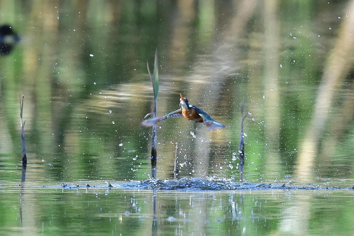 離水画像_c0144588_13545680.jpg