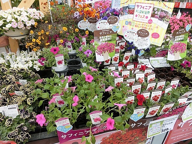 藤田八束のガーデニング ホームセンターには色とりどりのお花がいっぱい 可愛い花が勢ぞろい 藤田八束の日記