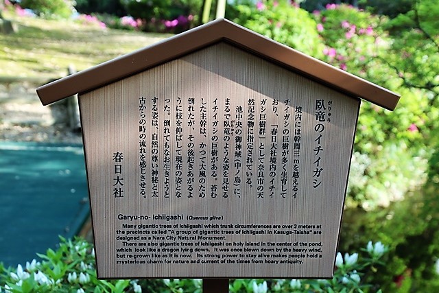 藤田八束の日本庭園@奈良公園萬葉植物園の藤の花・・・・豪華絢爛藤の花、鉄道写真も追加_d0181492_17351330.jpg