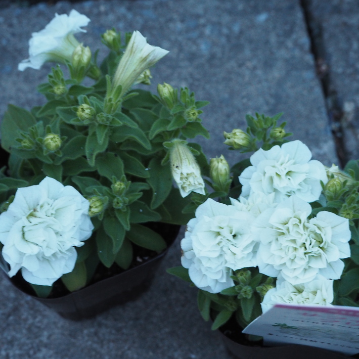 バーベナとペチュニアの寄せ植えについて_a0292194_20335175.jpg
