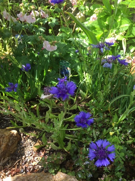 ブルーの花、集めてみました_e0232798_22415106.jpg