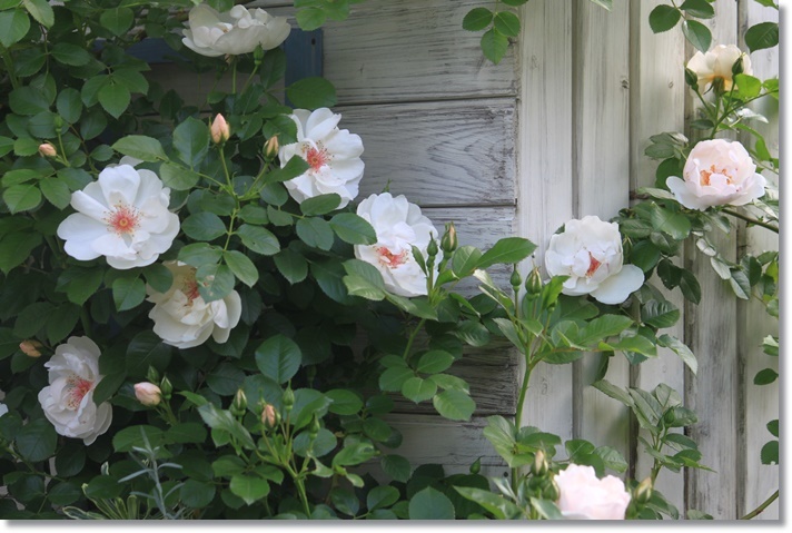 ジャクリーヌ デュプレから 小さな庭で