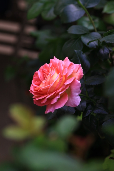 d0248502_01221072.jpg