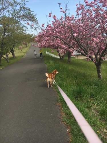 八重桜の下で～_e0292102_14290273.jpg