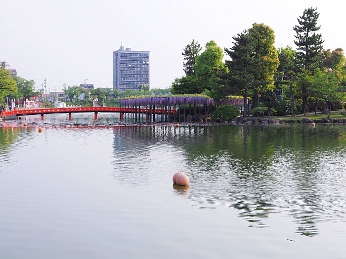 津島市・天王川公園の藤　2017　その3_e0075403_16033434.jpg