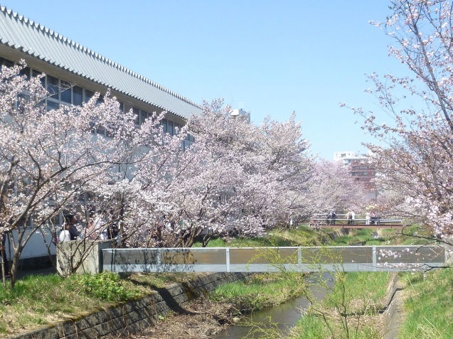 今日の桜　パート2_b0198109_22414211.jpg